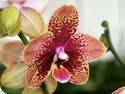 Phal. Cocodoro Parfum